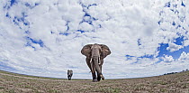 African Elephant (Loxodonta africana) pair in plain, Masai Mara, Kenya