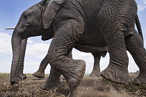 African Elephant (Loxodonta africana) juvenile, Masai Mara, Kenya