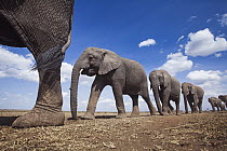 African Elephant (Loxodonta africana) herd in plain, Masai Mara, Kenya