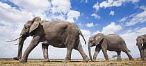 African Elephant (Loxodonta africana) trio in plain, Masai Mara, Kenya
