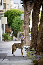 Coyote (Canis latrans) female in city, San Francisco, Bay Area, California