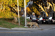 Coyote (Canis latrans) female in city with man, San Francisco, Bay Area, California