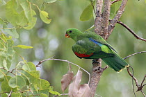 Red-winged Parrot (Aprosmictus erythropterus) female, Northern Territory, Australia