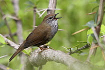 Spotted Bush Warbler (Locustella thoracica) male calling, Qinghai Province, China