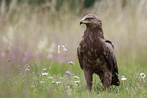 Lesser Spotted Eagle (Aquila pomarina), Poland