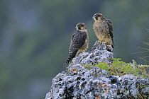 Peregrine Falcon (Falco peregrinus) juveniles, Andalusia, Spain