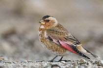 African Crimson-winged Finch (Rhodopechys alienus), Morocco