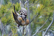 Red Crossbill (Loxia curvirostra) male foraging for pine cone seeds, Morocco