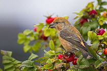 Parrot Crossbill (Loxia pytyopsittacus) male, Schleswig-Holstein, Germany
