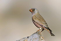 Trumpeter Finch (Bucanetes githagineus), Morocco