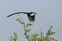 Pin-tailed Whydah (Vidua macroura) male flying, Uganda