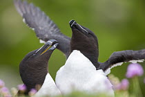 Razorbill (Alca torda) pair courting, Saltee Island, Republic of Ireland