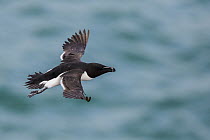 Razorbill (Alca torda) flying, Saltee Island, Republic of Ireland