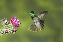 Magnificent Hummingbird (Eugenes fulgens) male feeding on flower nectar, Arizona