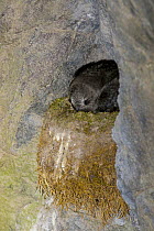 American Black Swift (Cypseloides niger) on nest, Colorado