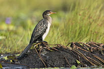 Reed Cormorant (Microcarbo africanus), Uganda