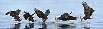 Bald Eagle (Haliaeetus leucocephalus) catching fish, Alaska, composite image