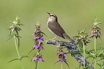 Swainson's Warbler (Limnothlypis swainsonii) calling, Texas