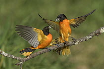 Baltimore Oriole (Icterus galbula) males fighting, Texas