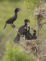 Neotropic Cormorant (Phalacrocorax brasilianus) parents at nest with chicks, Texas