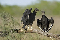 American Black Vulture (Coragyps atratus) pair billing, Texas