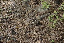 Pauraque (Nyctidromus albicollis) camouflaged in leaf litter, Texas