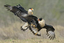 Northern Caracara (Caracara cheriway) pair fighting, Texas