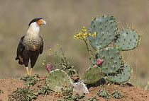 Northern Caracara (Caracara cheriway) and prickly pear cactus, Texas