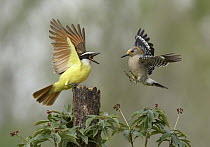 Great Kiskadee (Pitangus sulphuratus) and Golden-fronted Woodpecker (Melanerpes aurifrons) female fighting, Texas