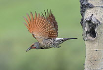 Northern Flicker (Colaptes auratus) male carrying fecal sac from nest cavity, British Columbia, Canada
