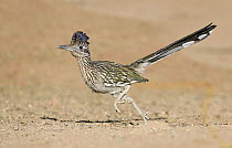 Greater Roadrunner (Geococcyx californianus) running, Arizona
