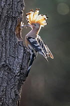 Eurasian Hoopoe (Upupa epops) with food for chick at nest cavity, Saxony-Anhalt, Germany