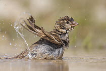 Spanish Sparrow (Passer hispaniolensis) female bathing, Croatia