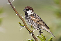 Spanish Sparrow (Passer hispaniolensis) male, Turkey