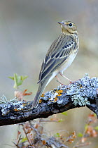 Tree Pipit (Anthus trivialis), Andalusia, Spain