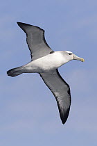 Shy Albatross (Thalassarche cauta) flying, Victoria, Australia