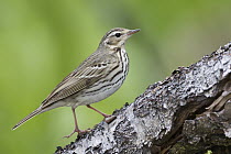 Olive-backed Pipit (Anthus hodgsoni), Russia