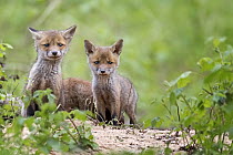 Red Fox (Vulpes vulpes) pups, Saxony-Anhalt, Germany