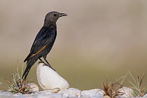 Tristram's Starling (Onychognathus tristramii) female, Oman