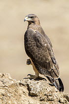 Bonelli's Eagle (Hieraaetus fasciatus) juvenile, Andalusia, Spain