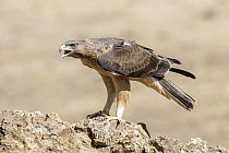 Bonelli's Eagle (Hieraaetus fasciatus) juvenile calling, Andalusia, Spain