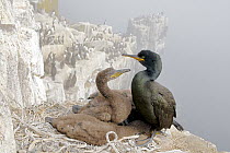 European Shag (Phalacrocorax aristotelis) parent with chicks on cliff nest, Farne Islands, England, United Kingdom