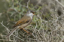 Spectacled Warbler (Sylvia conspicillata) male calling, Morocco