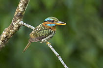 Spotted Wood Kingfisher (Actenoides lindsayi) male, Quezon, Philippines