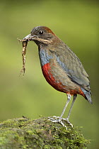 Whiskered Pitta (Pitta kochi) male with frog prey, Quezon, Philippines