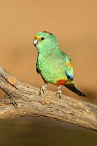 Mulga Parrot (Psephotus varius) male, Queensland, Australia