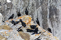Yellow-billed Chough (Pyrrhocorax graculus) flock, Valais, Switzerland