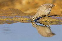 Sand Partridge (Ammoperdix heyi) female drinking at waterhole, Gan HaDarom, Israel
