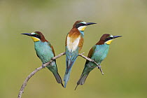 European Bee-eater (Merops apiaster) trio, Pleven, Bulgaria