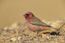Pale Rosefinch (Carpodacus synoicus) male, Israel